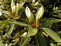 Rhododendron Liliiflorum (fam. Ericacees) (Chine) (08) (Photo F. Mrugala)